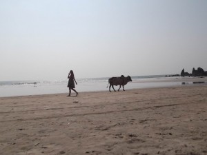 Cow at the Beach in Arambol, Goa, India