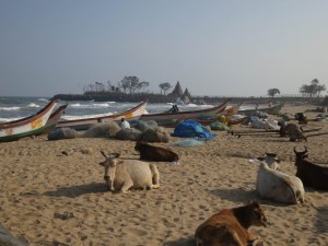 Cows at the Beach in Mamallapuram, India