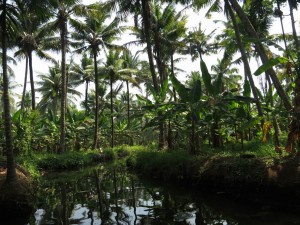 Kerala Backwaters on a small Boat in India