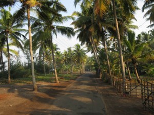 Palm-lined Village Road by Amritapuri