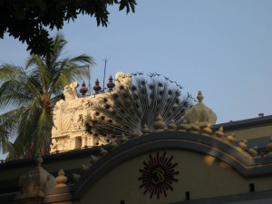 Peacocks living in the Ramana Ashram