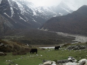 Nature and Yaks beyond Kyanjin Gompa