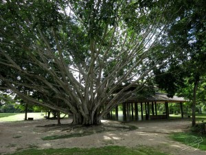 Mindfulness of Nature at Wat Suan Mokkh