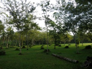 Mindfulness while walking in the Grass at Wat Suan Mokkh