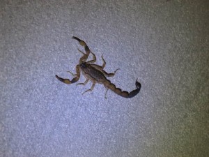 Scorpion in my Room at Wat Suan Mokkh, Thailand