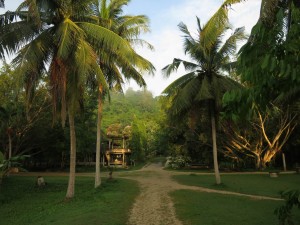 Beauty during Vipassana Retreat Day at Wat Suan Mokkh