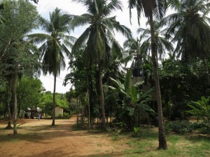 Palm Garden of the Resort Hotel in Batticaloa, Sri Lanka