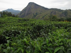 Tea Plantations and Ella Rock in Sri Lanka