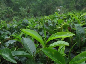 Tea Leaves at the Plantations in Ella, Sri Lanka